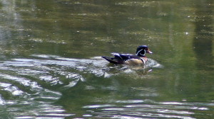 Wood Duck (Male)