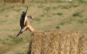 Swainson's Hawk near Weed Lake