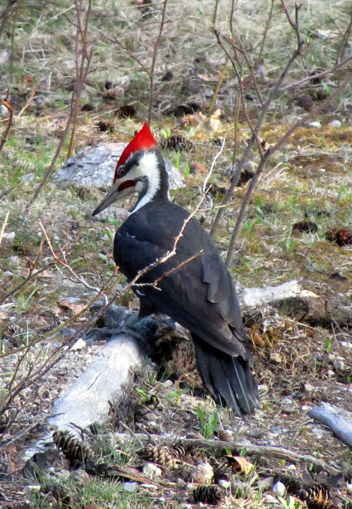 Pileated Woodpecker - Canmore