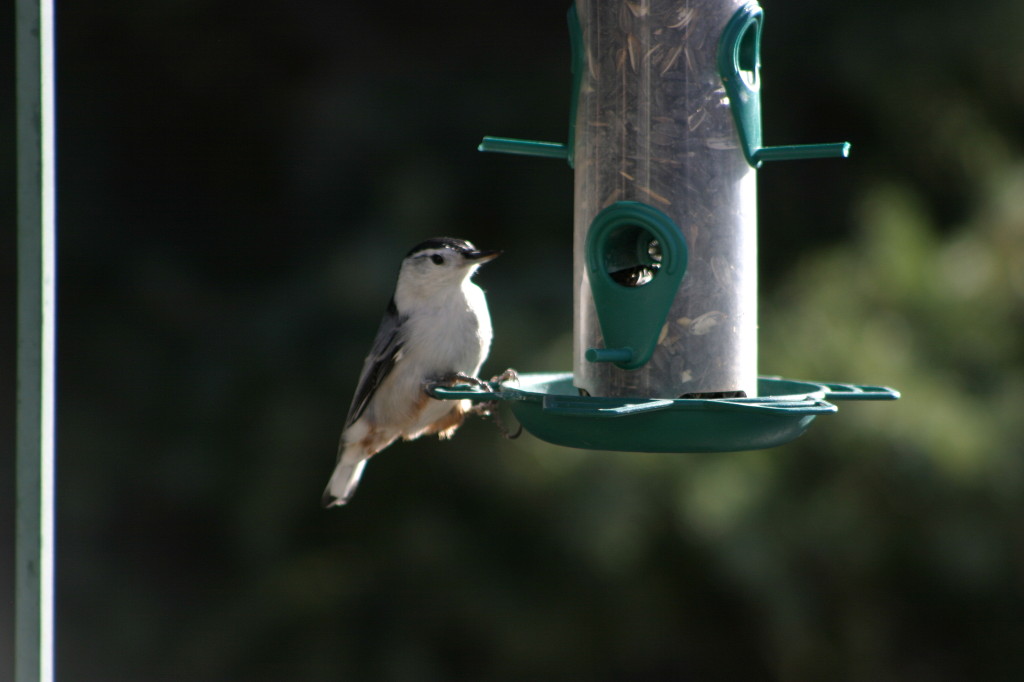 White-breasted Nuthatch at seed feeder
