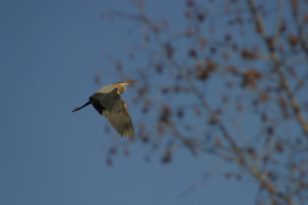 IMG_8534 - Heron Flying