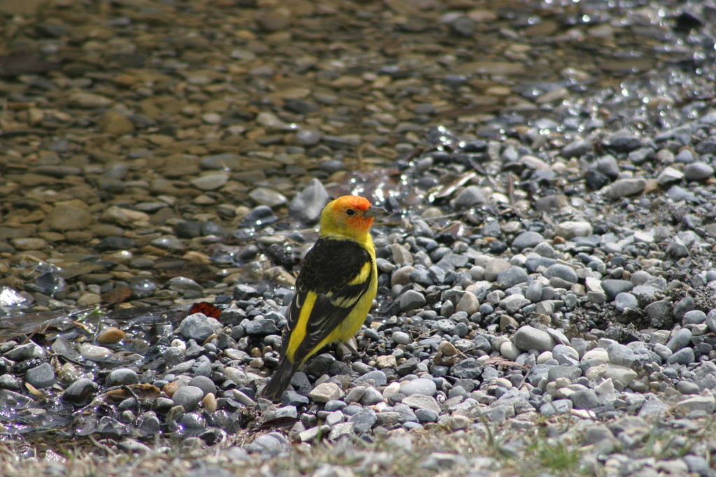 Western Tanager in Canmore!