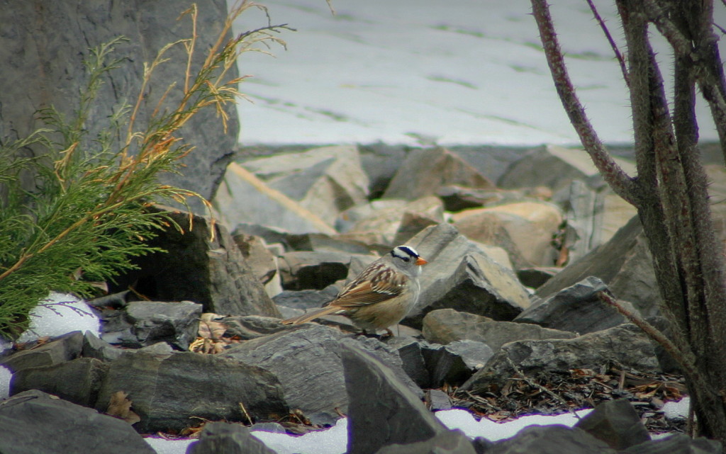White-crowned Sparrow.