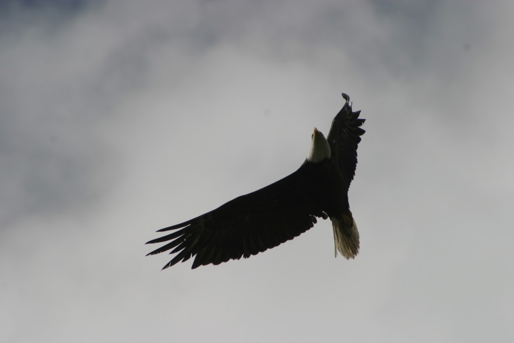 This Bald Eagle soared over my head at Sibbald Lake, looking for some good hunting,...