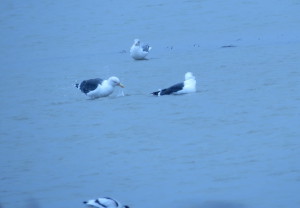 Lesser Black-Backed, Greater Black-Backed and Herring Gull