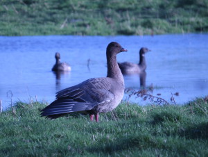 Pink-footed Goose; Brent Goose