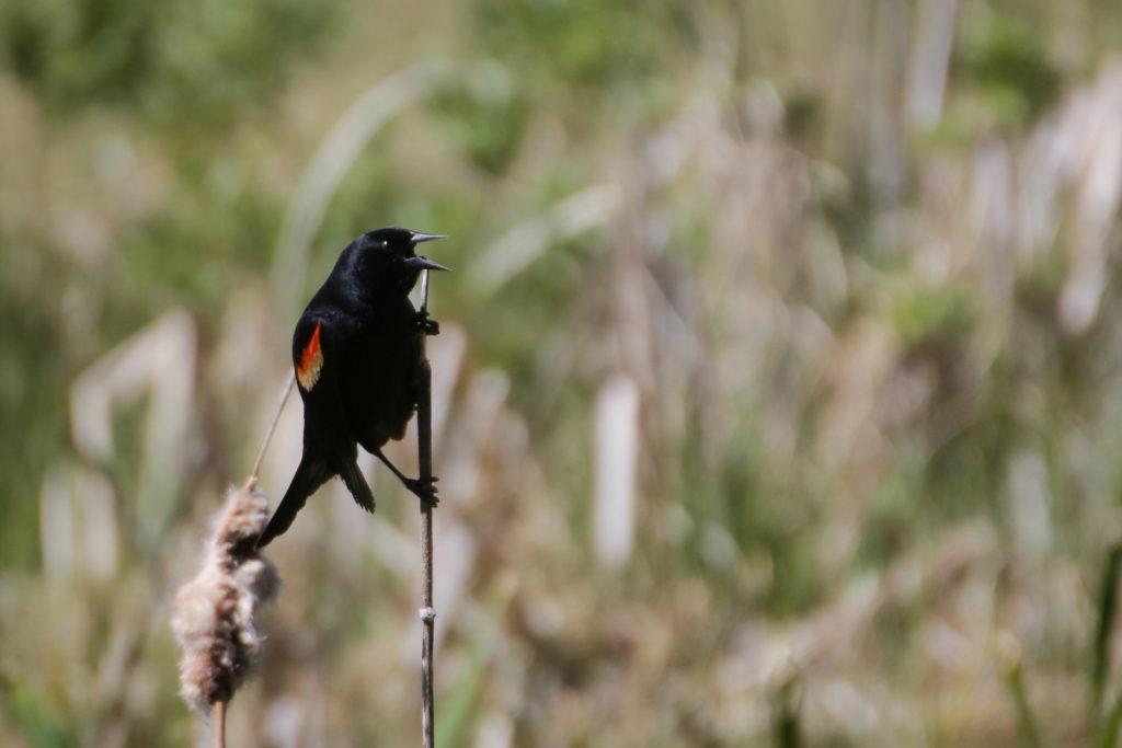 Red-winged Blckbird