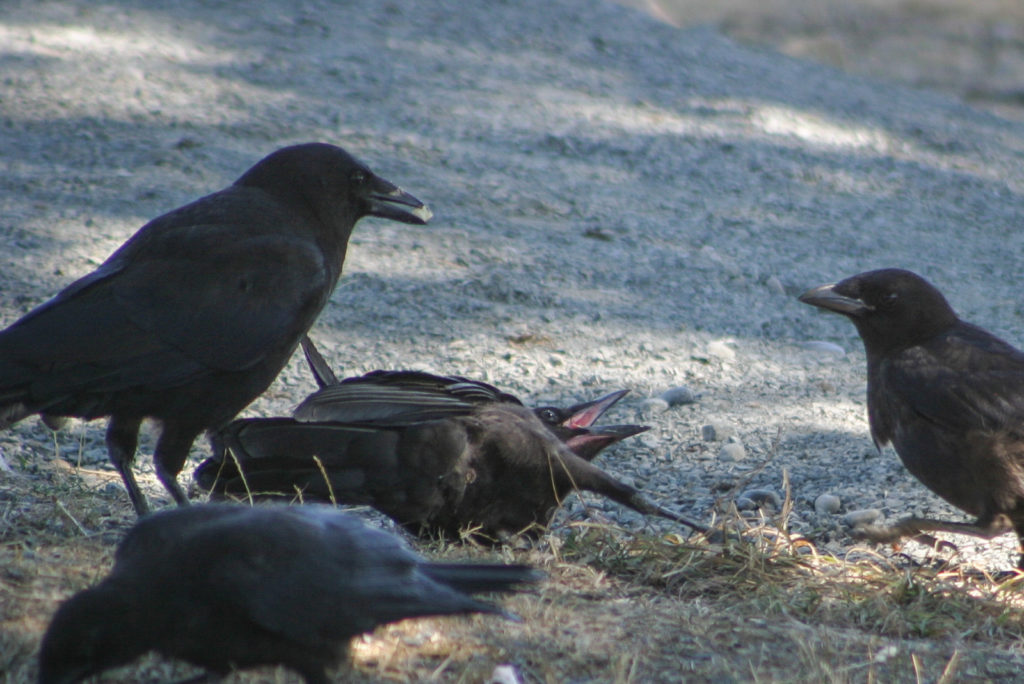 North-western Crows