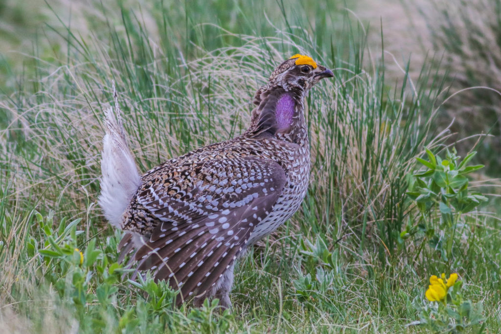Sharp-tailed Grouse