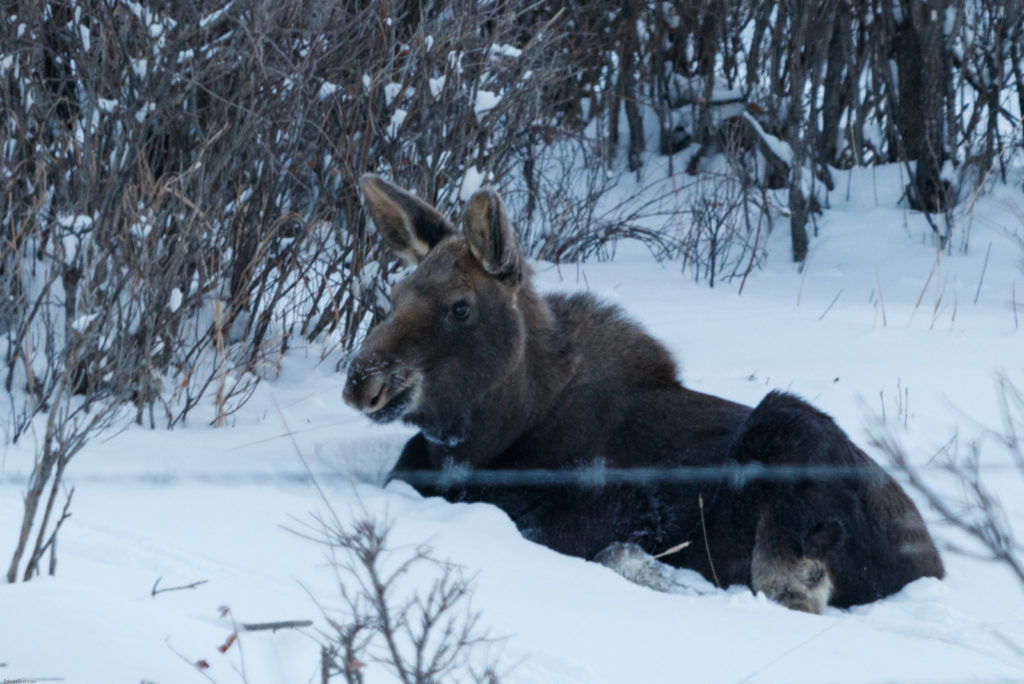 moose baby