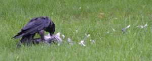 Raven eating pigeon