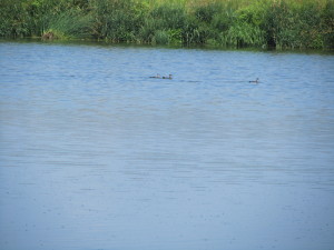 Eastern River Otters in the purest of the sewage lagoons