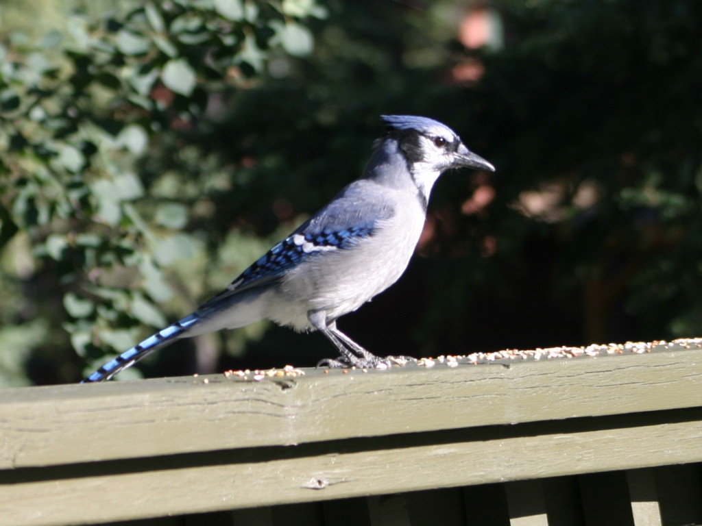 Blue Jay with scattered seed