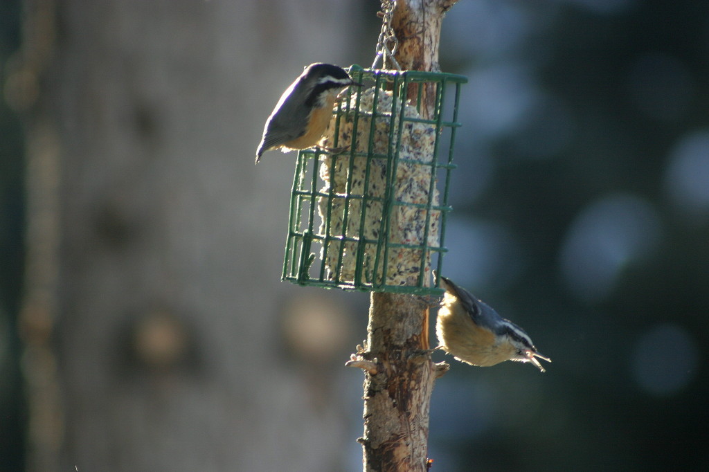 Red-breasted Nuthatches at suet feeder