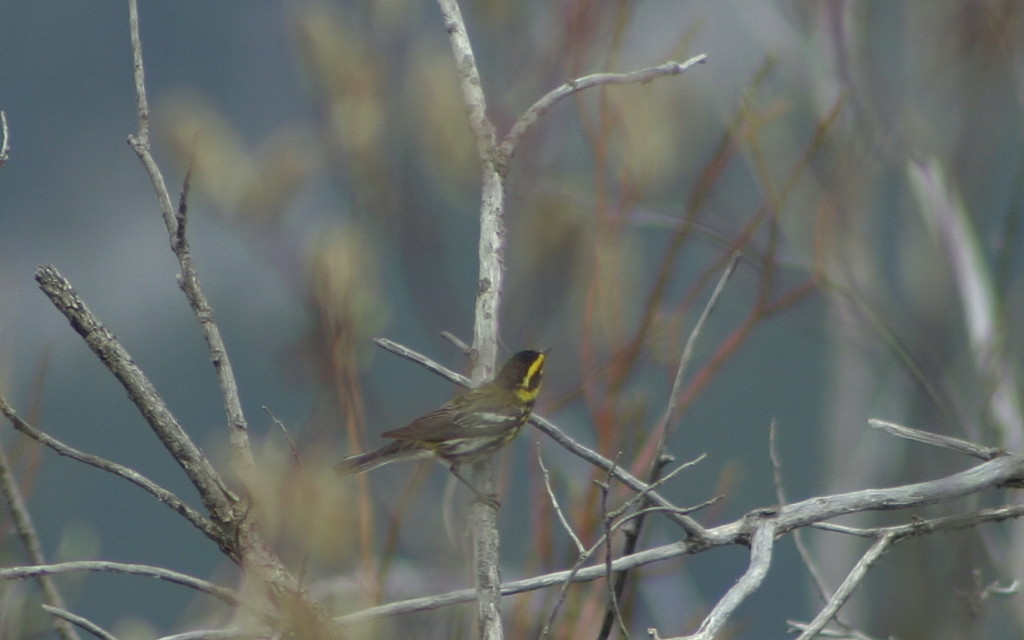 Townend's Warbler