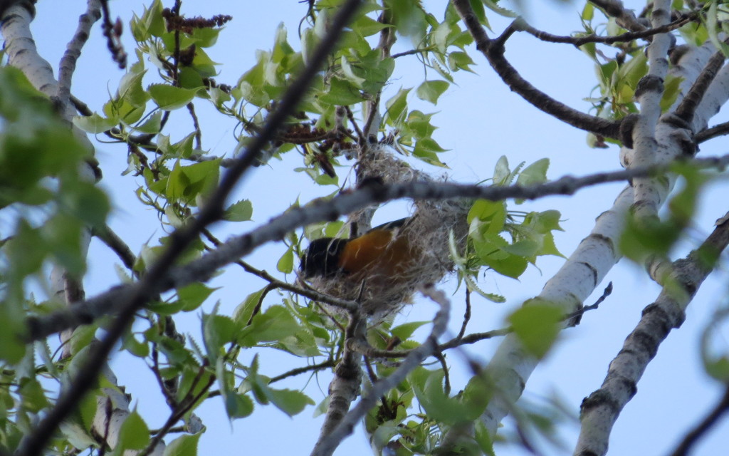 Baltimore Oriole, building it's nest, Old PP