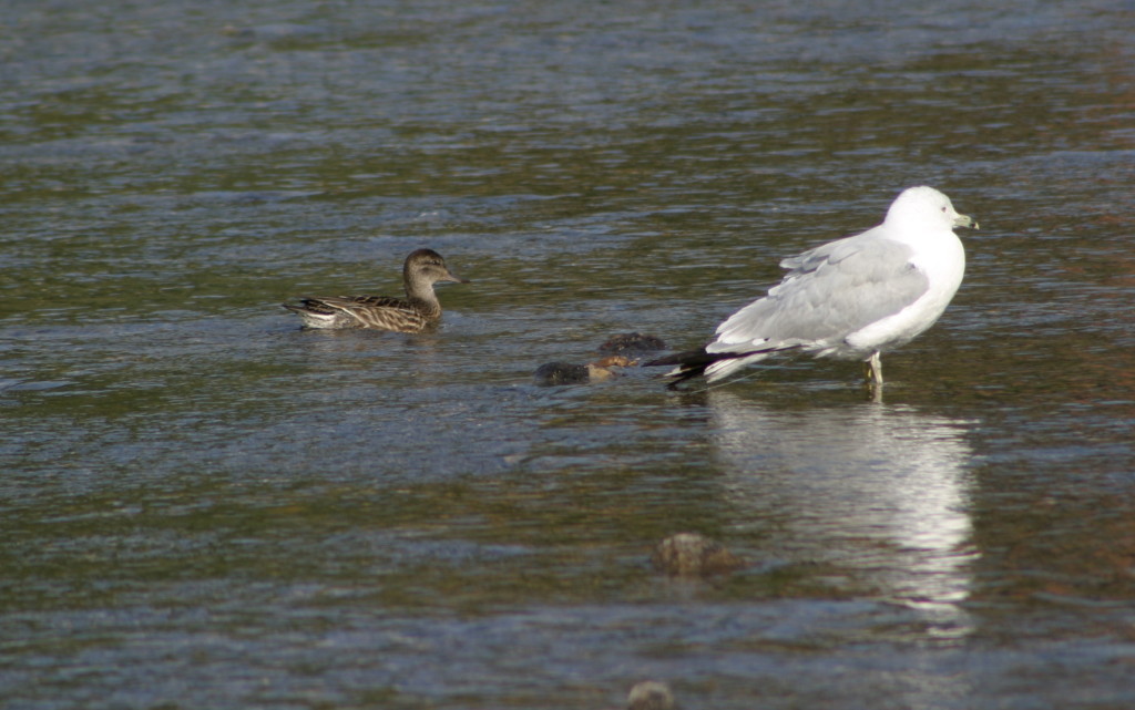 Green-winged Teal and Ring-billed Gull
