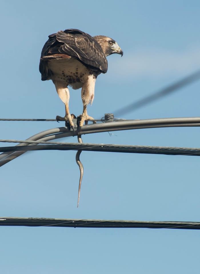 Red-tailed Hawk from Dan 1