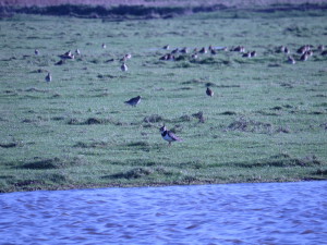 European-Golden Plover and Northern Lapwing