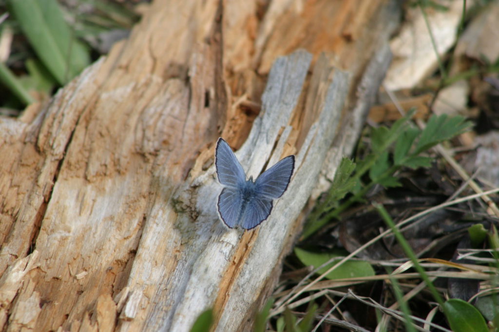 Little Blue Butterfly