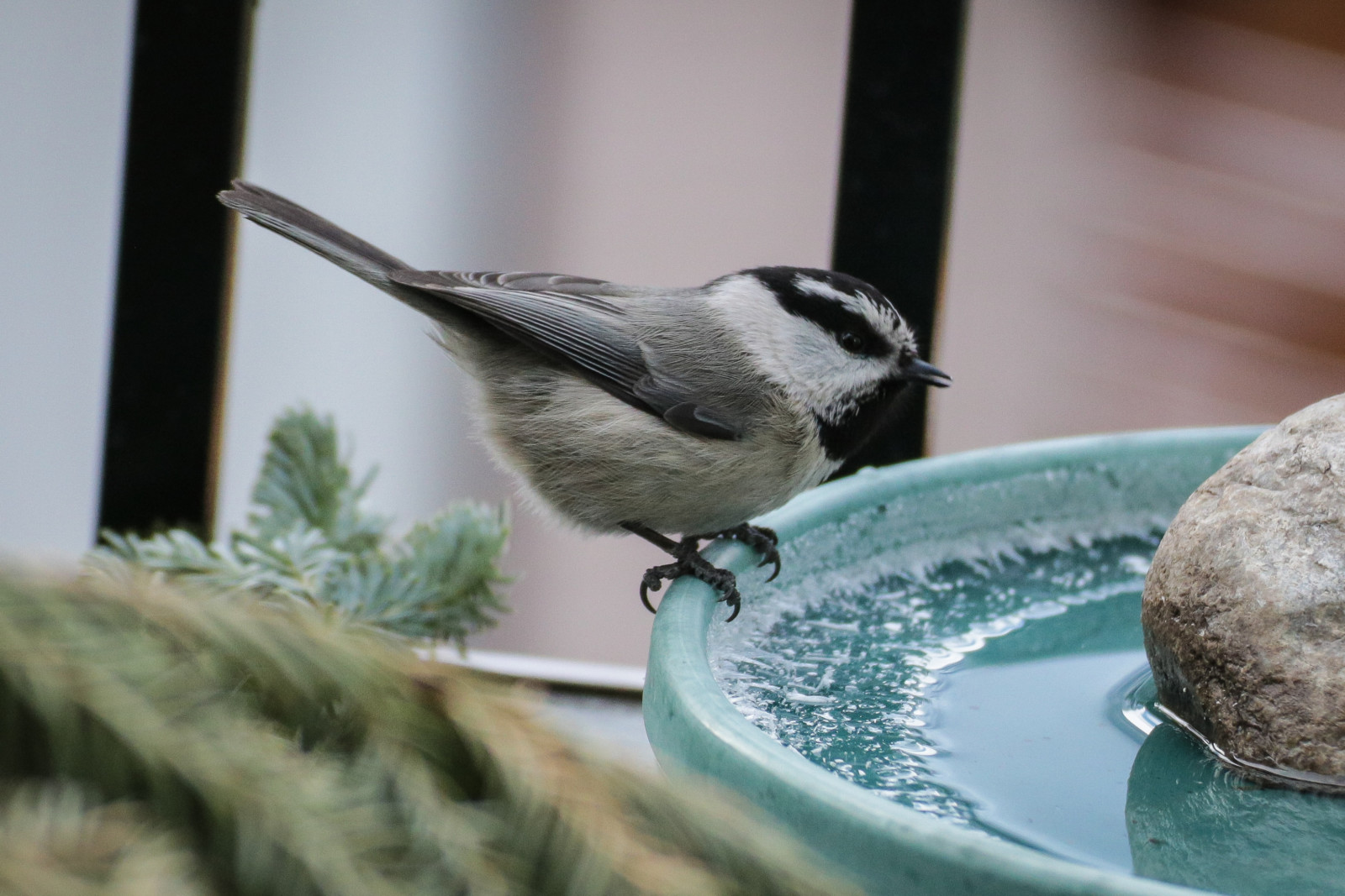 Image result for a group of chickadees
