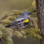Yellow-rumped Warbler (Myrtle x Audubon's)